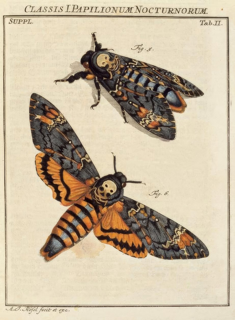 Pillangó, koponya / Rösel v. R. alkotó: August Johann Rösel von Rosenhof