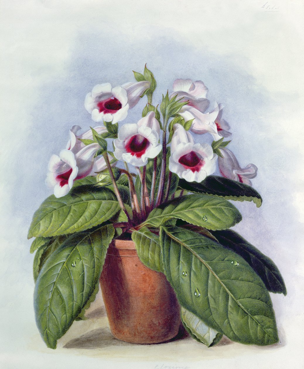 Gloxinia edényben, 1860 körül alkotó: Augusta Innes Withers