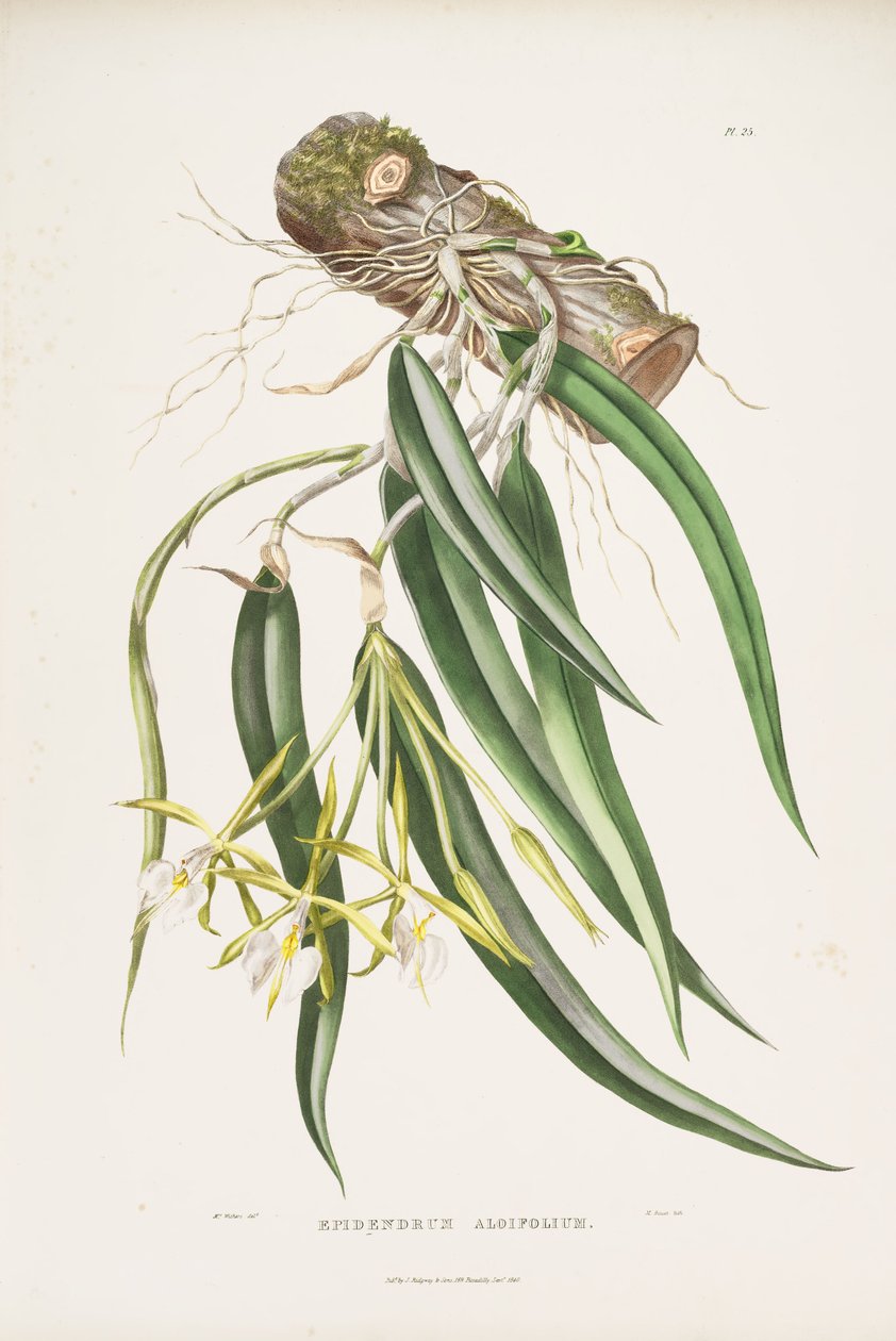 Illusztráció: Epidendrum parkinsonianum (mint szin. Epidendrum aloifolium) alkotó: Augusta Innes Withers