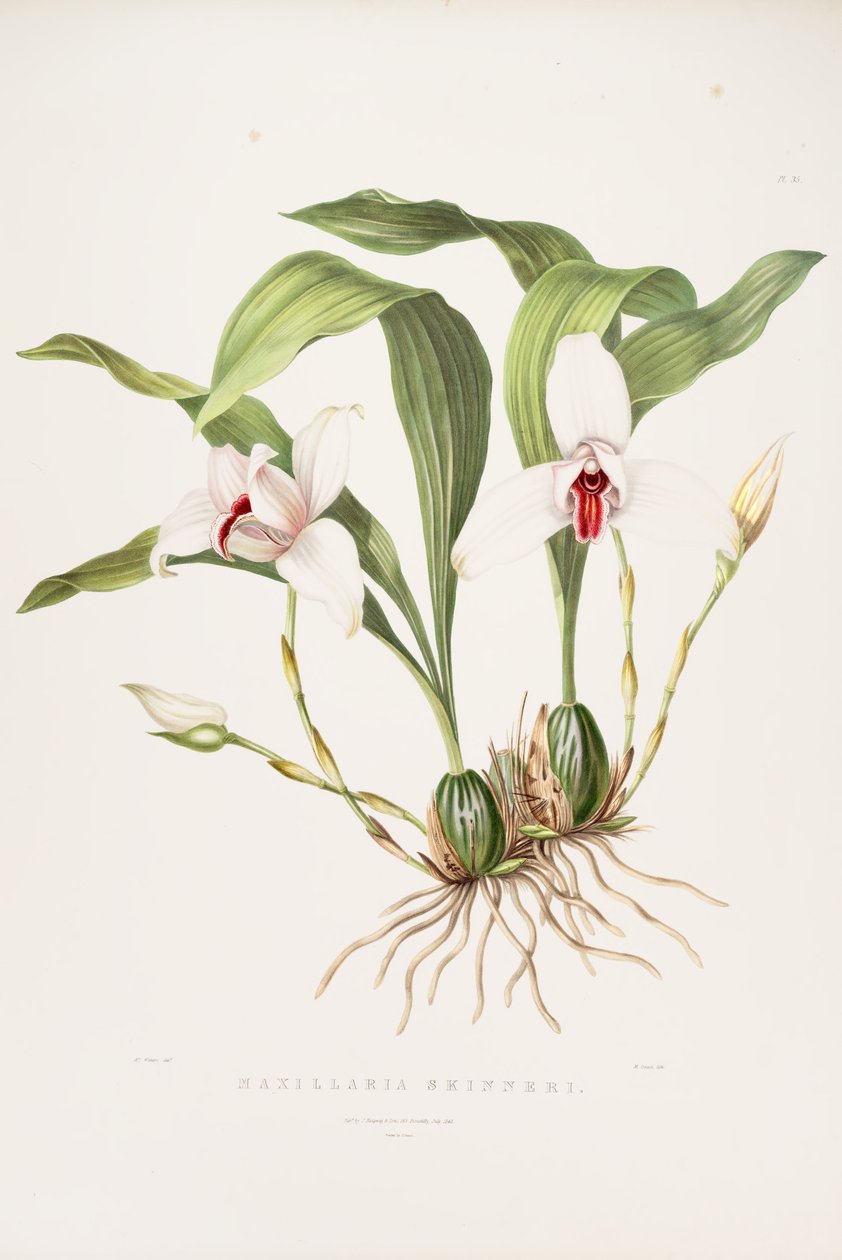 Lycaste skinneri illusztrációja (syn. Maxillaria skinneri) alkotó: Augusta Innes Withers