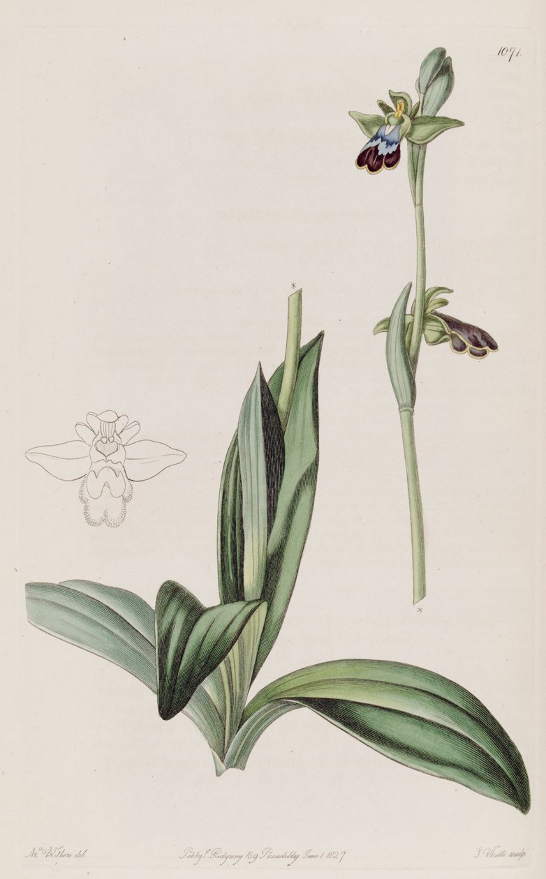 Ophrys fusca illusztrációja alkotó: Augusta Innes Withers