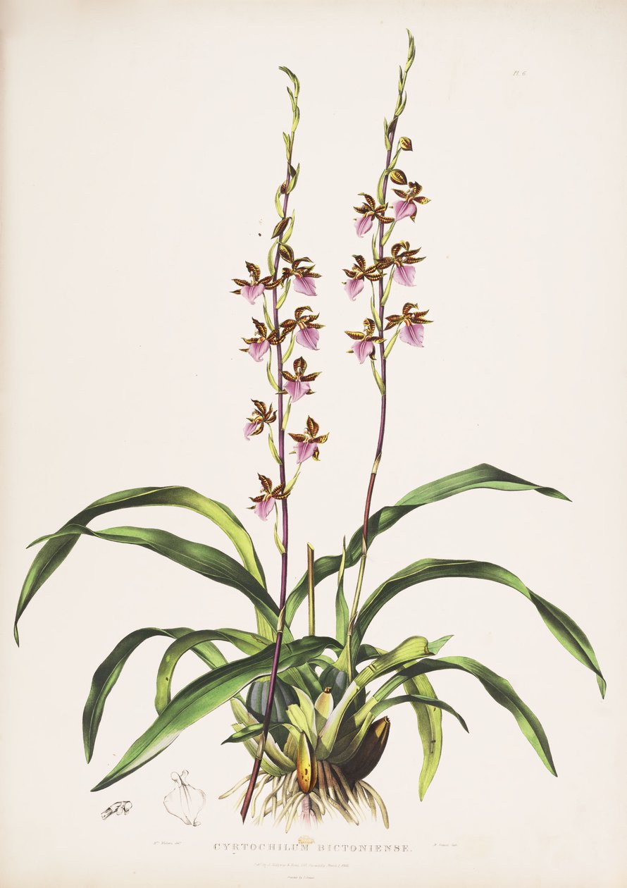 A Rhynchostele bictoniensis illusztrációja (szinonimaként Cyrtochilum bictoniense) alkotó: Augusta Innes Withers