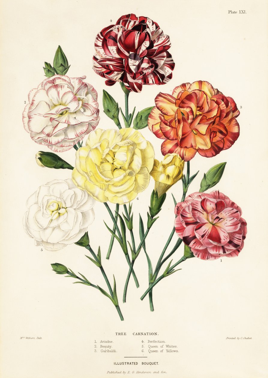 Fa szegfűfajták, Dianthus caryophyllus: Ariadne 1, Beauty 2, Garibaldi 3, Perfection 4, Queen of Whites 5, Queen of Yellows 6 alkotó: Augusta Innes (after) Withers