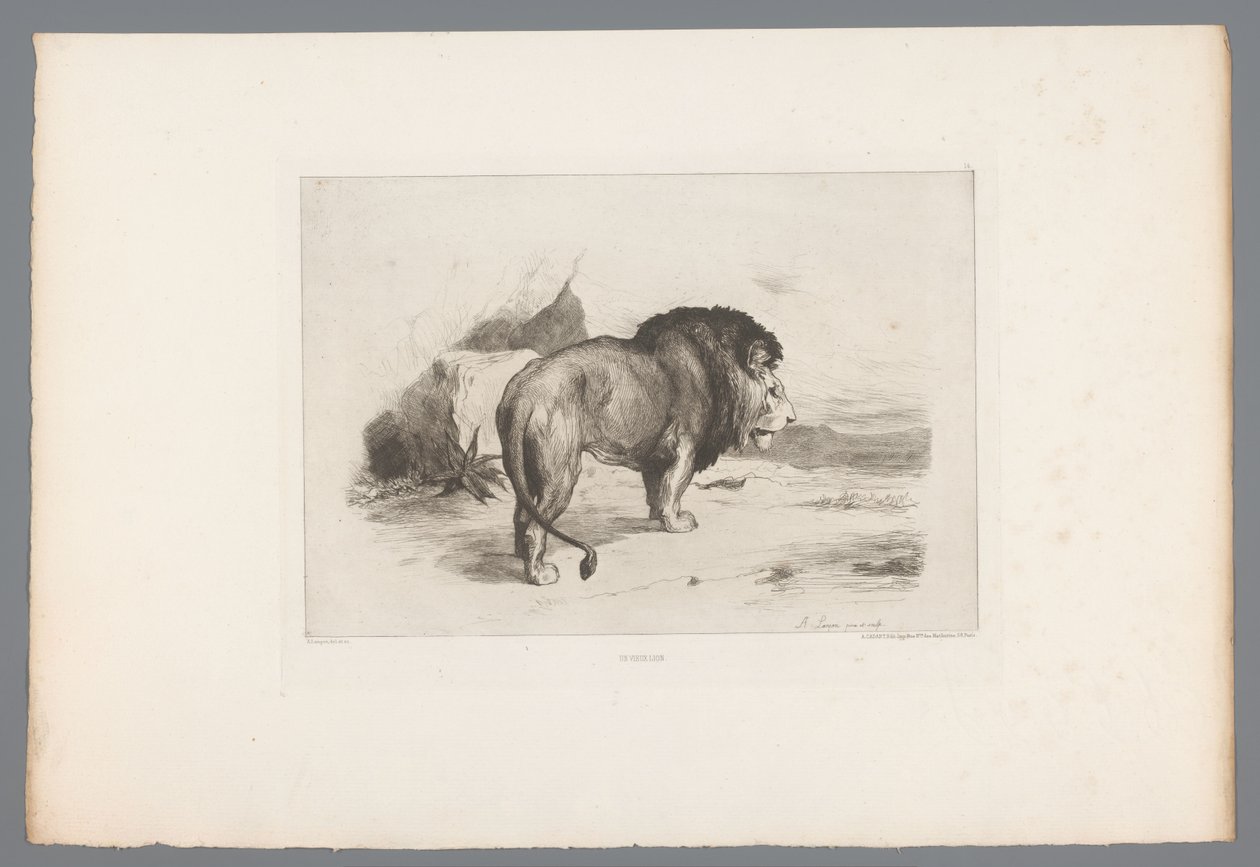 Oroszlán Un vieux lion (cím a tárgyon) Francia rézkarcok 1874-ből (sorozat címe) L