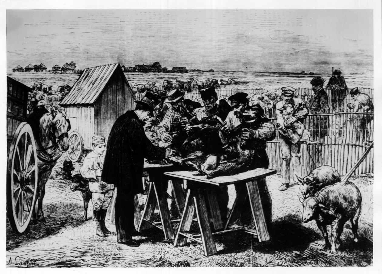 A juhok vakcinázása Pasteur által, metszet: A. Lançon. alkotó: Auguste Andre Lancon