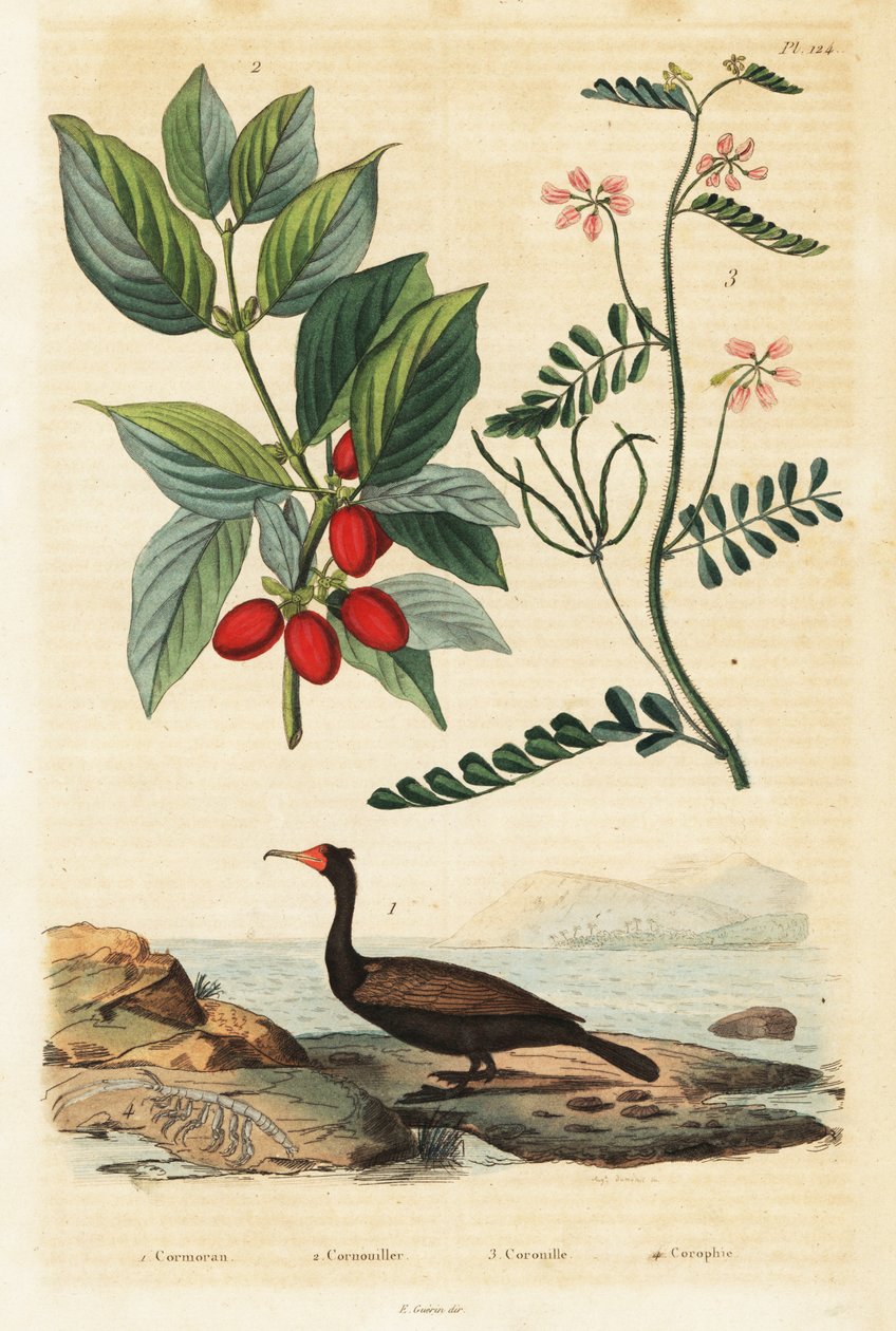 Kormorán, kornélcseresznye és skorpió bükköny, 1834-1839 (metszet) alkotó: Auguste Dumenil