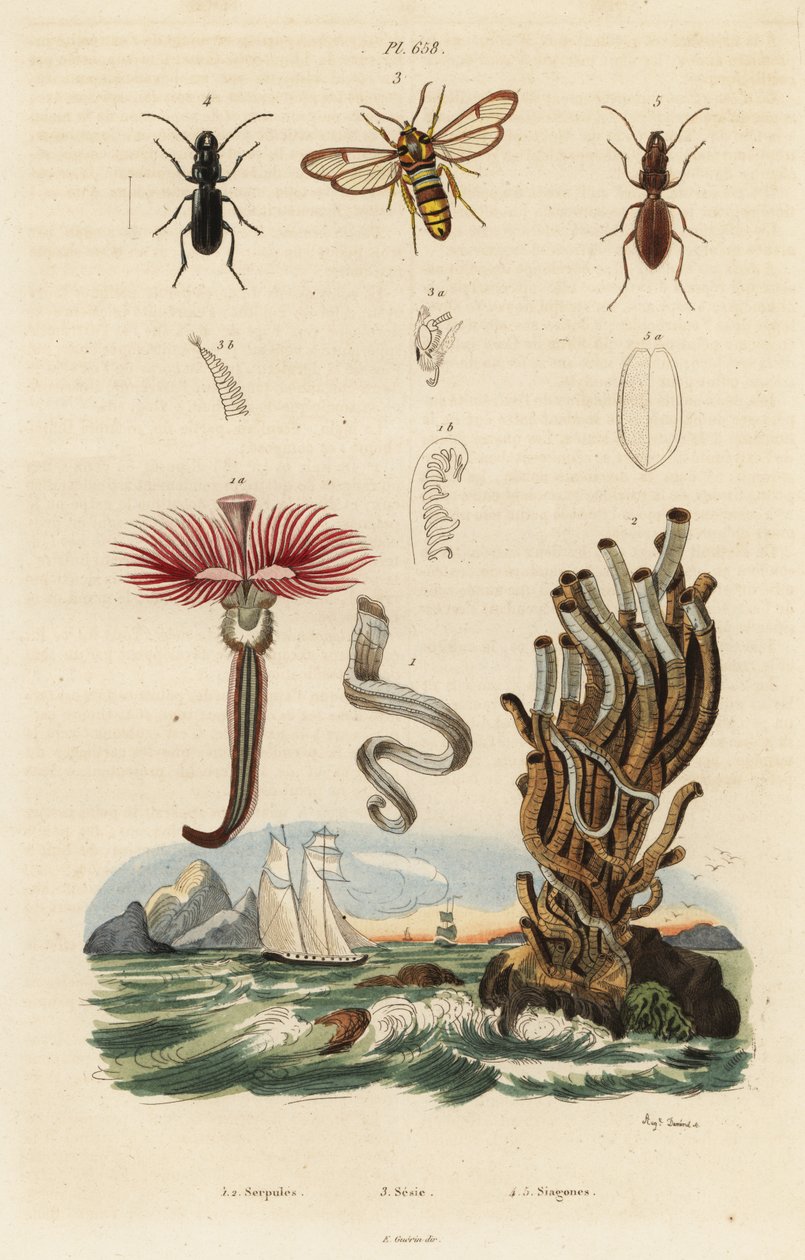 Tollasféreg, darázsmoly és bogarak. alkotó: Auguste Dumenil