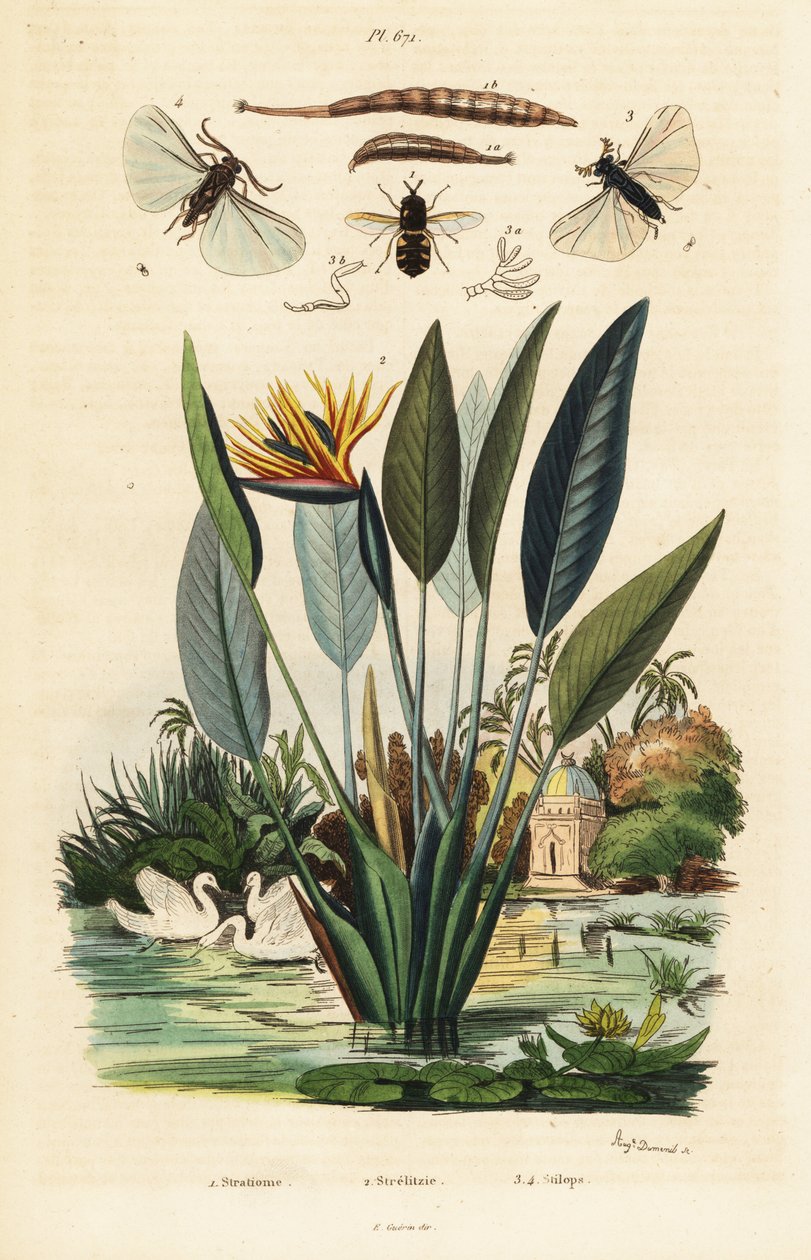 Katonalégy, daruvirág és ,1834-1839 (metszet) alkotó: Auguste Dumenil