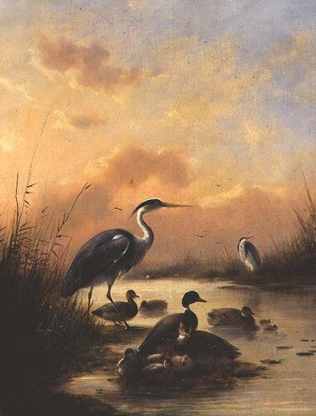 Tőkés réce és két gém család (77887-es pár) alkotó: Augustus Knip