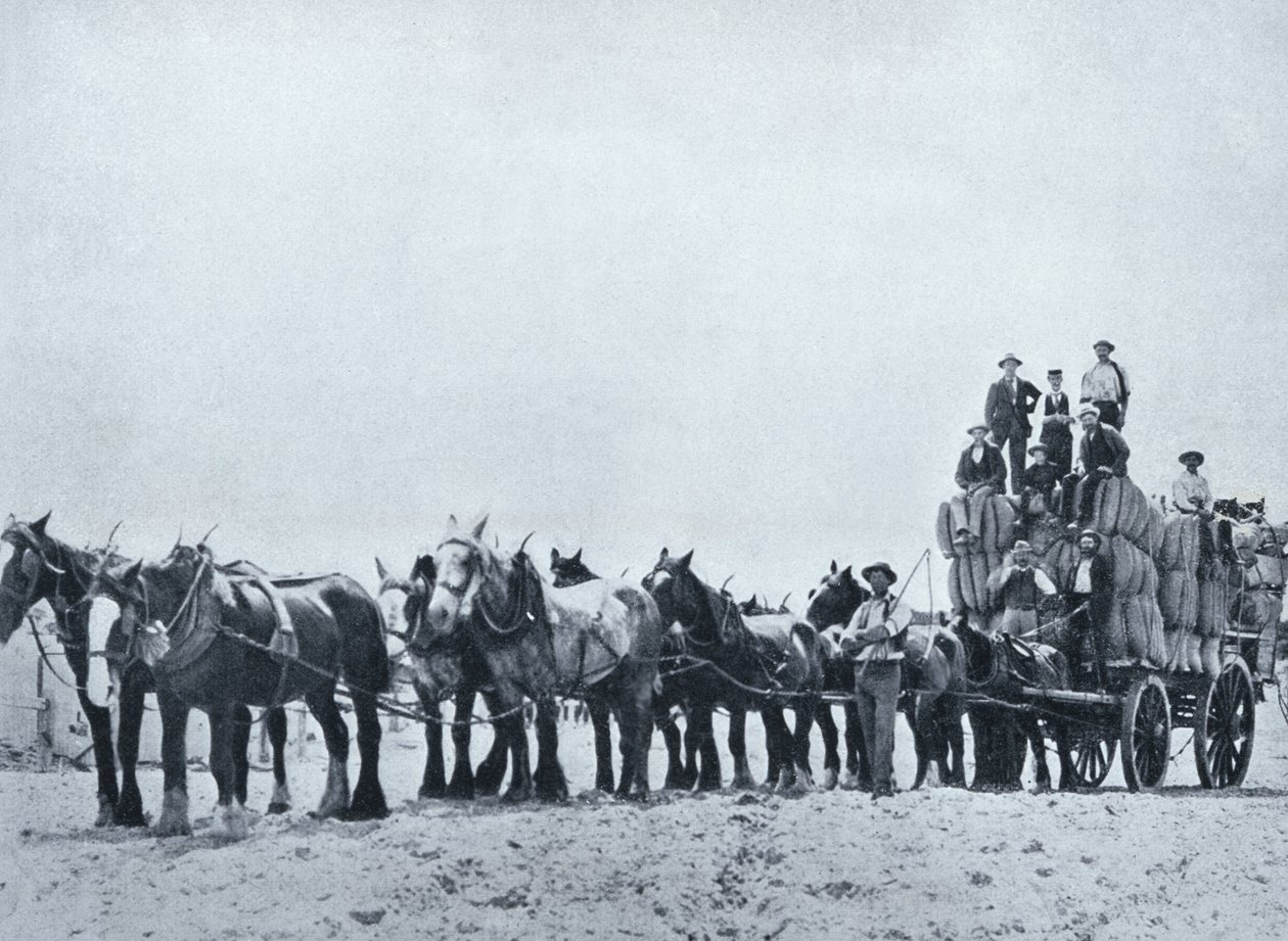 Gyapjúszállító csapat, Nyugat-Ausztrália, 1900 körül, az 