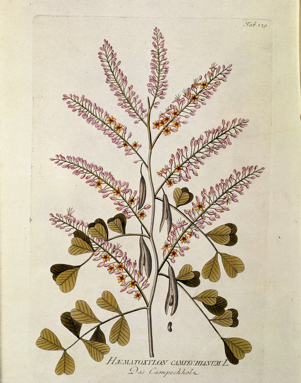 Botanikai: "Campeche" (Haematoxylon campechianus) "Medicinalium secundum Linnaei digestarum"-ból készült deszka, Joseph Jacob Plenck (1735-1807) 1788-1803 Magángyűjtemény alkotó: Austrian School