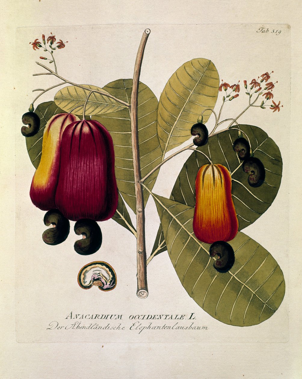 Botanikai: "Cashew dió" (nyugati Anacardium) Joseph Jacobi Plenck (1735-1807) "Medicinalium secundum Linnaei digestarum" című művéből vett tányér 1788-1803 Magántulajdon alkotó: Austrian School