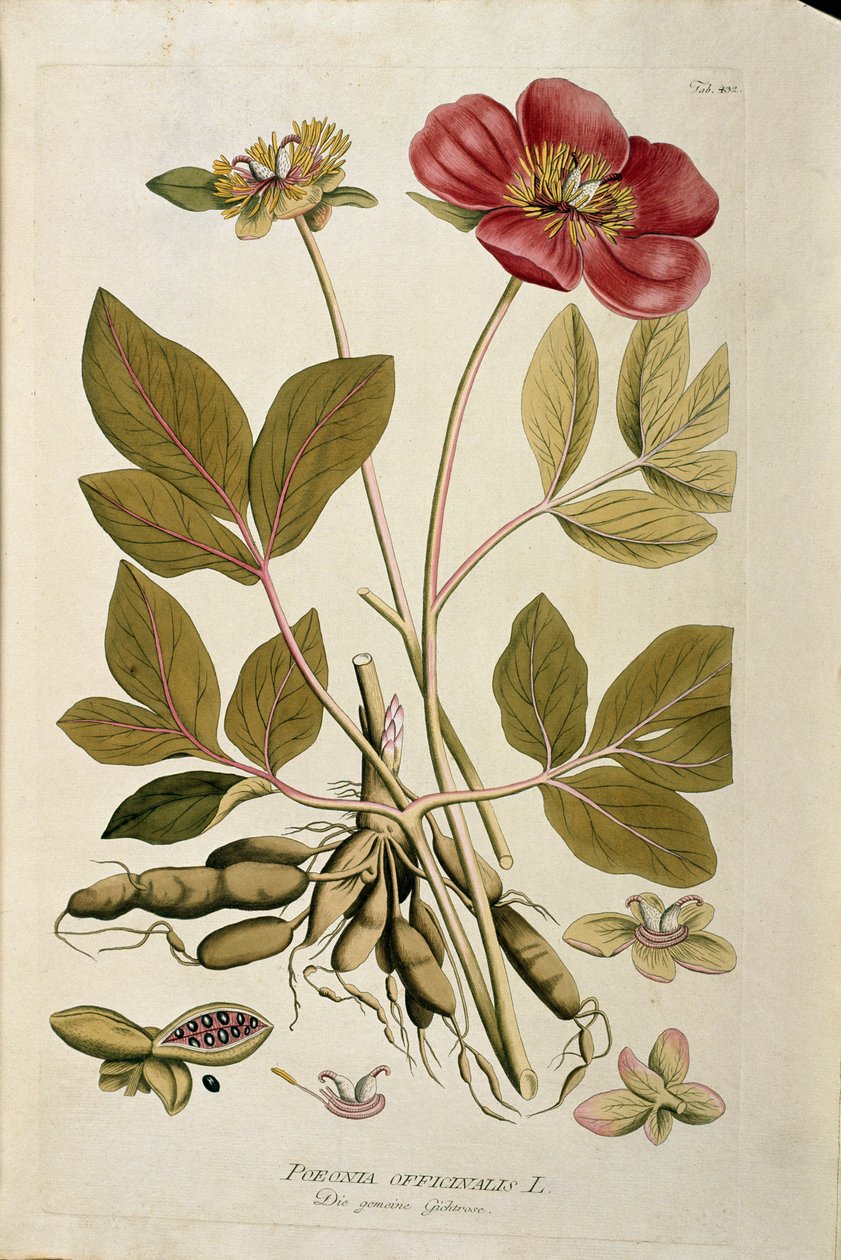 Botanikai: "" Peony officinale"" (Poeonia officinalis) Joseph Jacobi Plenck (1735-1807) "Medicinalium secundum Linnaei digestarum"-ból húzott deszka 1788-1803 Magángyűjtemény alkotó: Austrian School