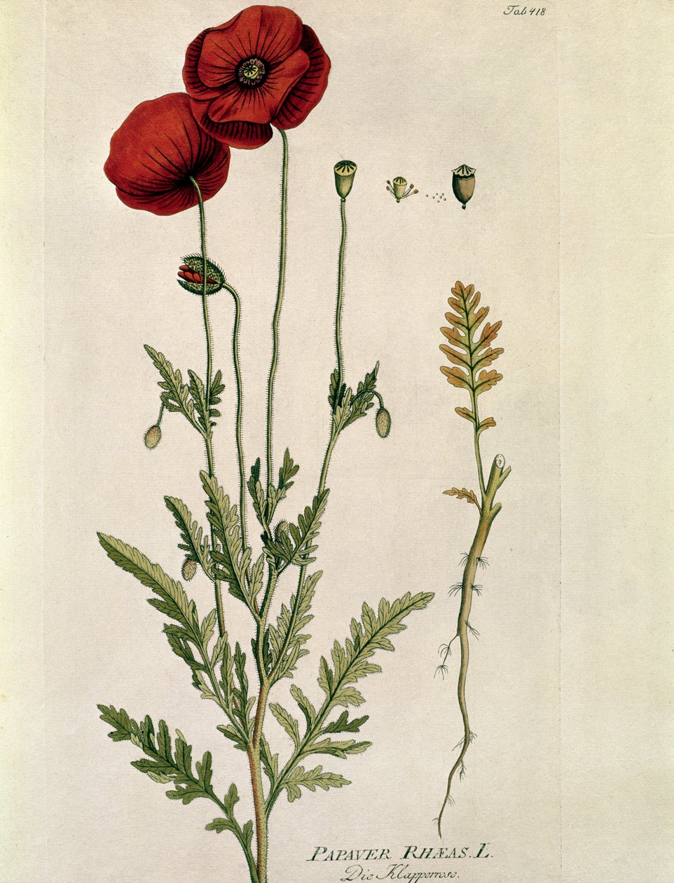 Botanikai: ""Vörös mák"" (Papaver rhaeas) A "" Medicinalium secundum Linnaei Digestarumóból készült tányér, Joseph Jacobi Plenck (1735-1807) 1788-1803 Magángyűjtemény alkotó: Austrian School