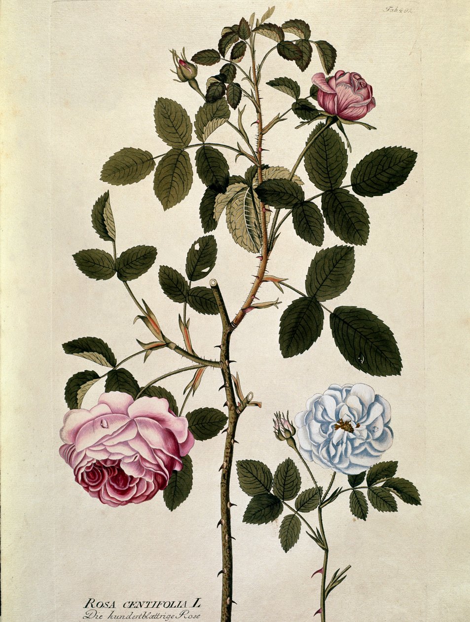 Botanikai: Százlevelű rózsa (Rosa centifolia) Joseph Jacobi Plenck (1735-1807) „Medicinalium secundum Linnaei digestarum” tányérja 1788-1803 Magángyűjtemény alkotó: Austrian School