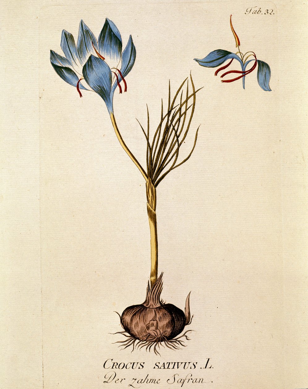 Botanikai: "Sáfrány" (Crocus sativum) Joseph Jacobi Plenck (1735-1807) "Medicinalium secundum Linnaei digestarum" című művéből készült tányér 1788-1803 Magántulajdonban lévő gyűjtemény alkotó: Austrian School