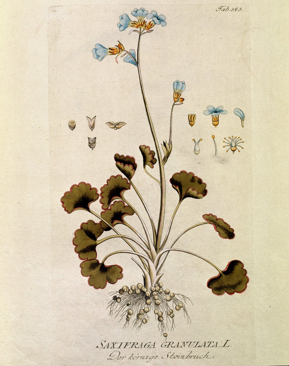 Botanikai: "Saxifrage granula" (Saxifraga granulata) A "Medicinalium secundum Linnaei digestarum"-ból készített lemez, Joseph Jacobi Plenck (1735-1807) 1788-1803 Magángyűjtemény alkotó: Austrian School