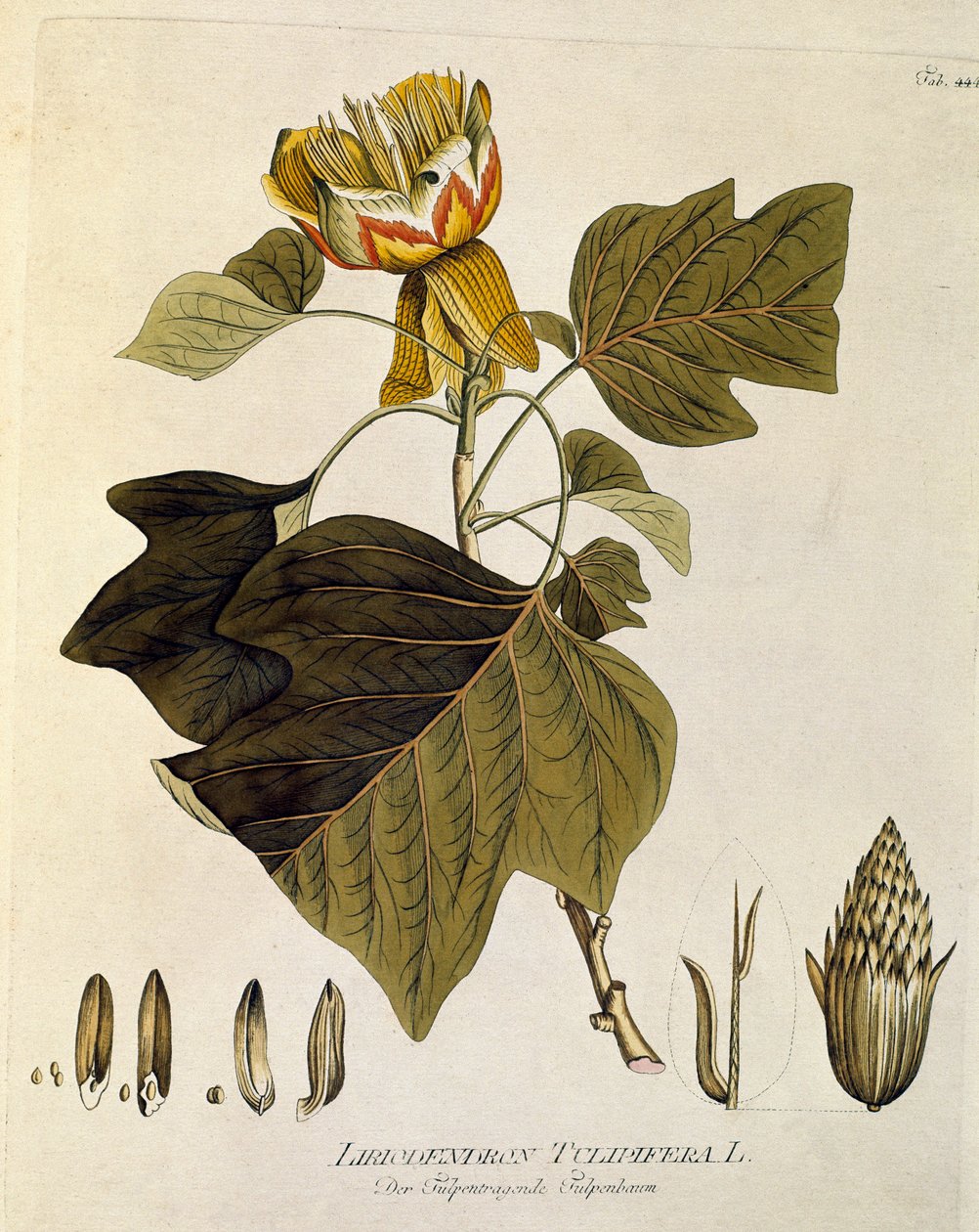 Botanikai: "Tulipier of Virginia" (Liriodendron tulipifera) Plank rajzolva Joseph Jacobi Plenck (1735-1807) "Medicinalium secundum Linnaei digestarum" című művéből 1788-1803 Magántulajdonú gyűjtemény alkotó: Austrian School
