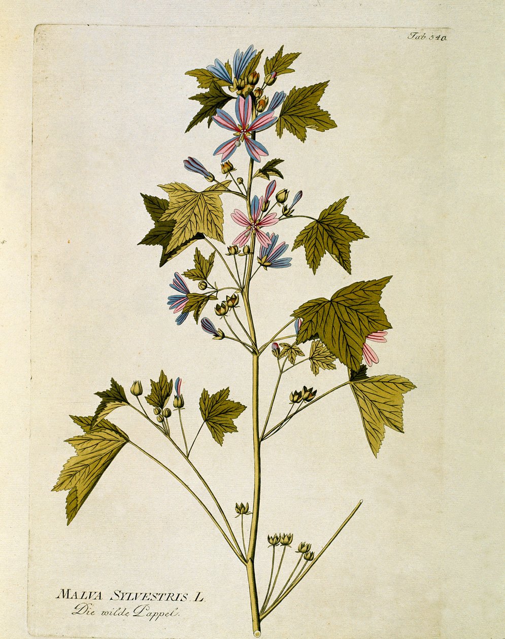 Botanikai: "nagy lila" (Malva sylvestris) A "Medicinalium secundum Linnaei digestarum" tányérból készült Joseph Jacob Plenck (1735-1807) 1788-1803 Magángyűjtemény alkotó: Austrian School