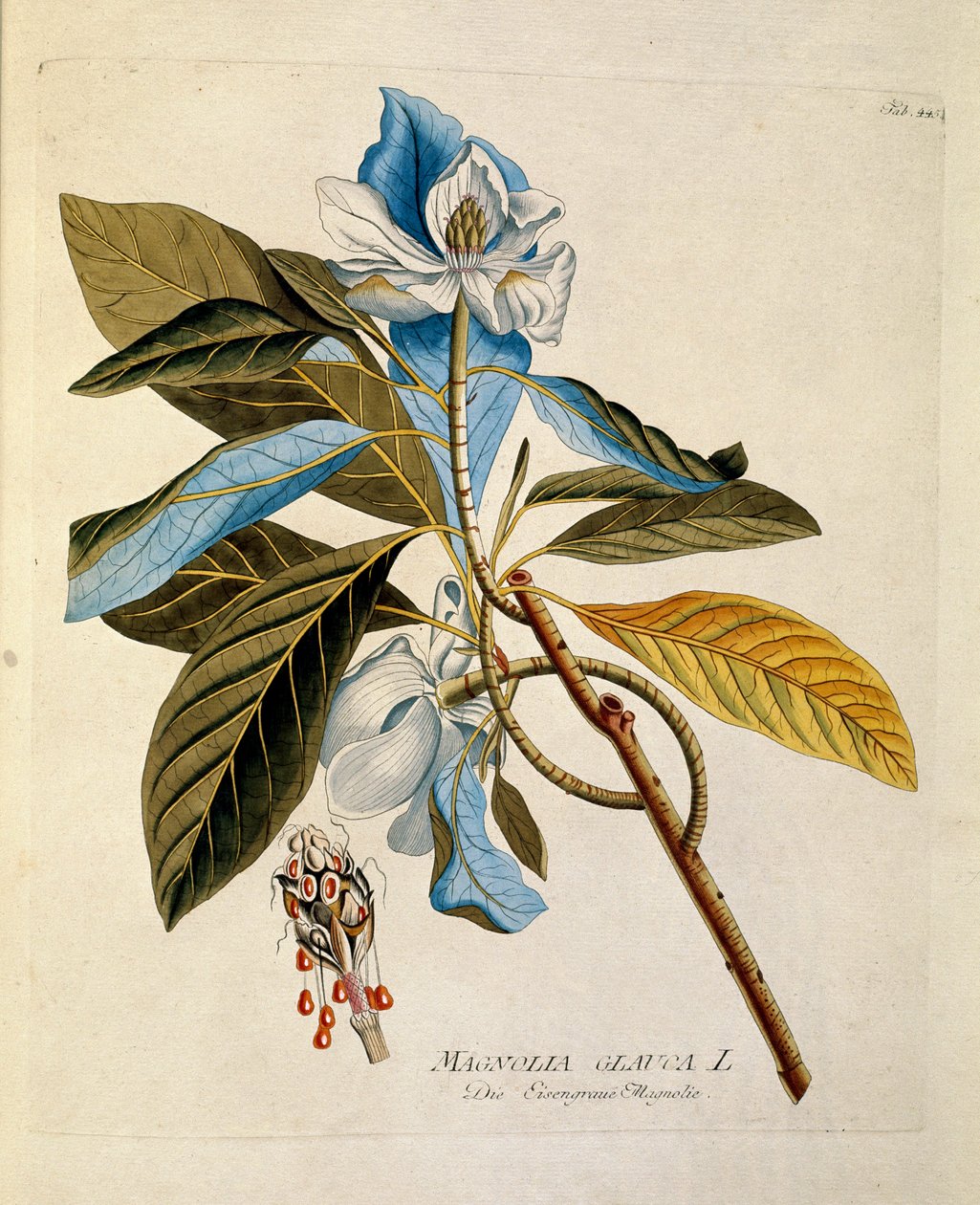 Botanikai: "Magnolia" Lemez a "Medicinalium secundum Linnaei digestarum"-ból, Joseph Jacob Plenck (1735-1807) 1788-1803 Magángyűjtemény alkotó: Austrian School