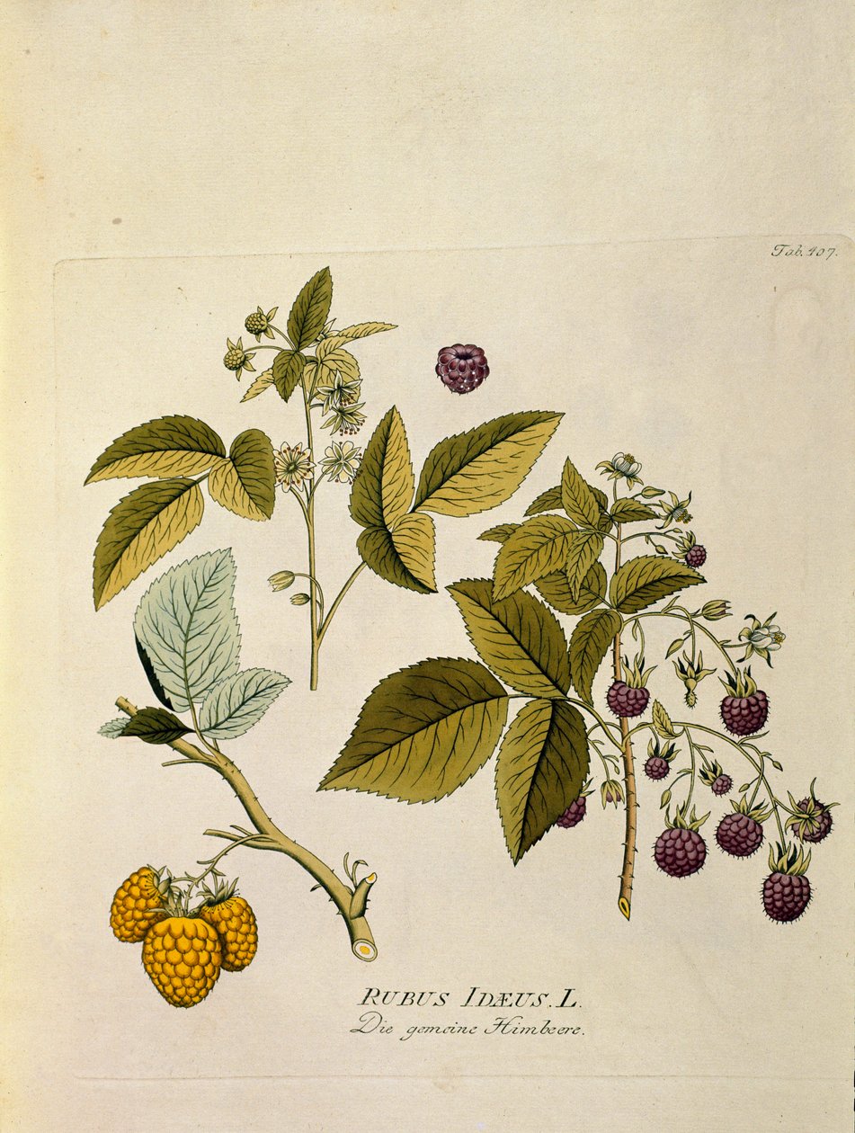 Botanikai: "málna" (Rubus idaeus) Tervrajz Joseph Jacobi Plenck (1735-1807) "Medicinalium secundum Linnaei digestarum" című művéből. 1788-1803 Magántulajdon alkotó: Austrian School