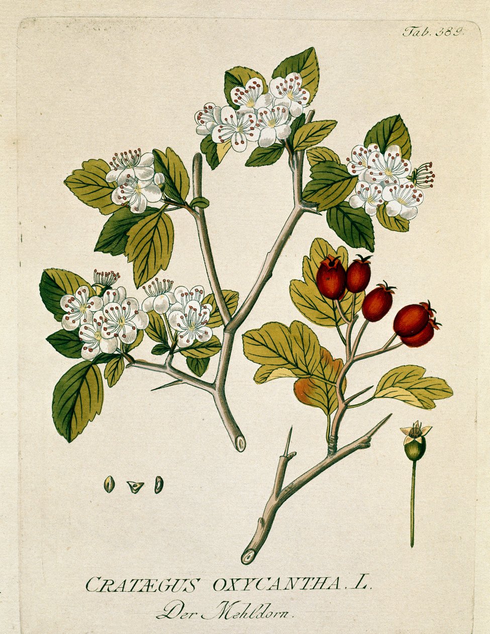 Botanikai: "" tüskés aubepine"" (Crataegus oxycantha) "Medicinalium secundum Linnaei digestarum"-ból készült deszka, Joseph Jacobi Plenck (1735-1807) 1788-1803 Magángyűjtemény alkotó: Austrian School