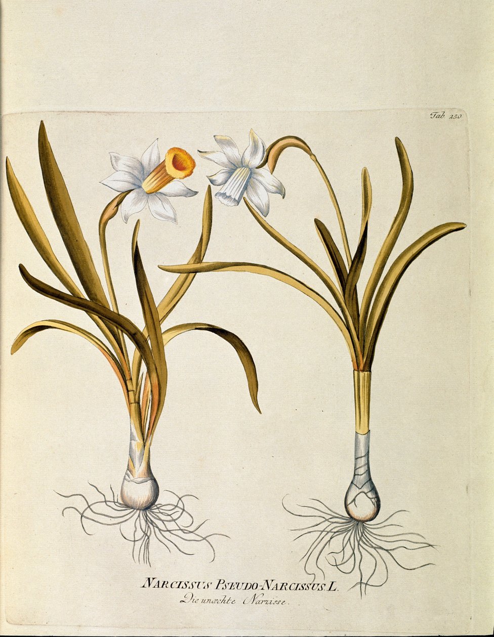 Botanical: “” yellow narcissus or trumpet”” (Narcissus pseudonarcissus) Plate drawn from “” Medicinalium secundum Linnaei digestarum”” by Joseph Jacobi Plenck (1735-1807) 1788-1803 Private collection alkotó: Austrian School