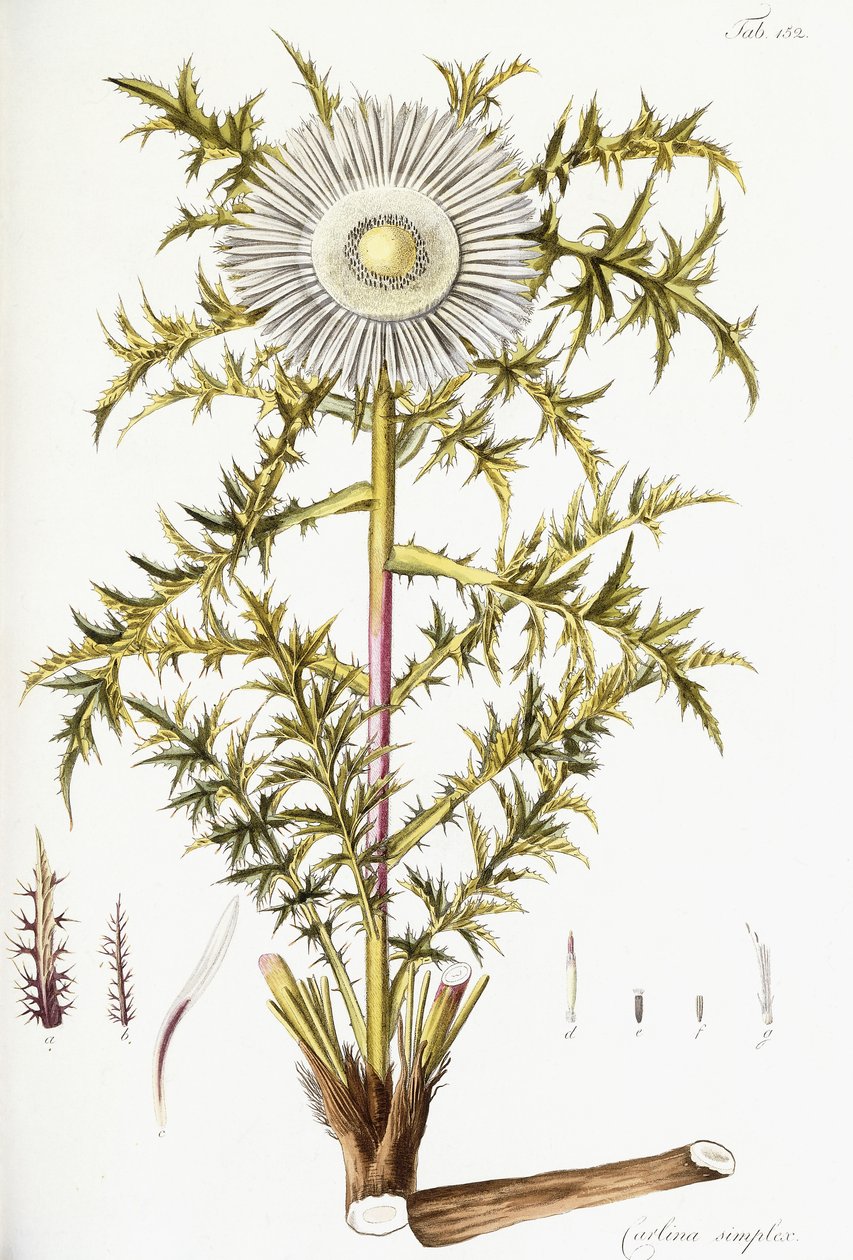 Carlina Simplex alkotó: Austrian School