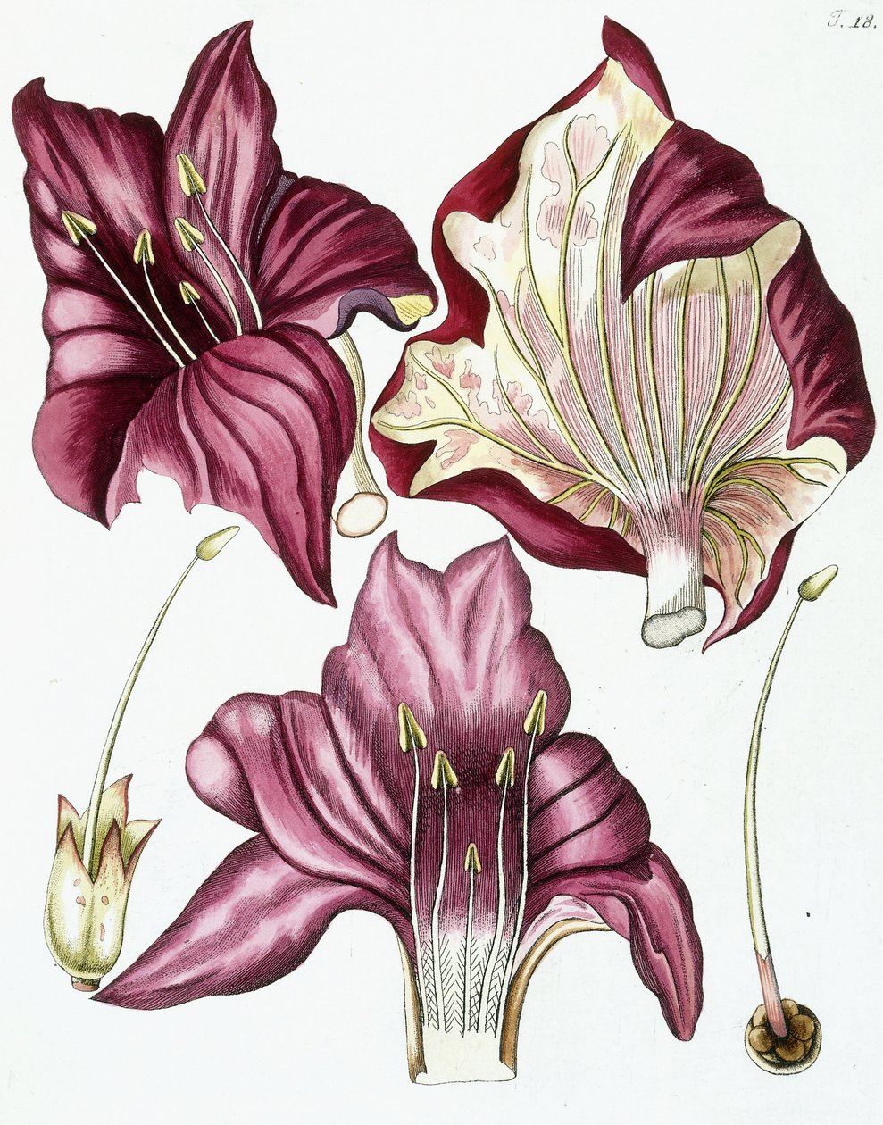 18. ábra, "Collectanea for Botanica, Chemistry and Natural History with Figures", 1786-1796 alkotó: Austrian School