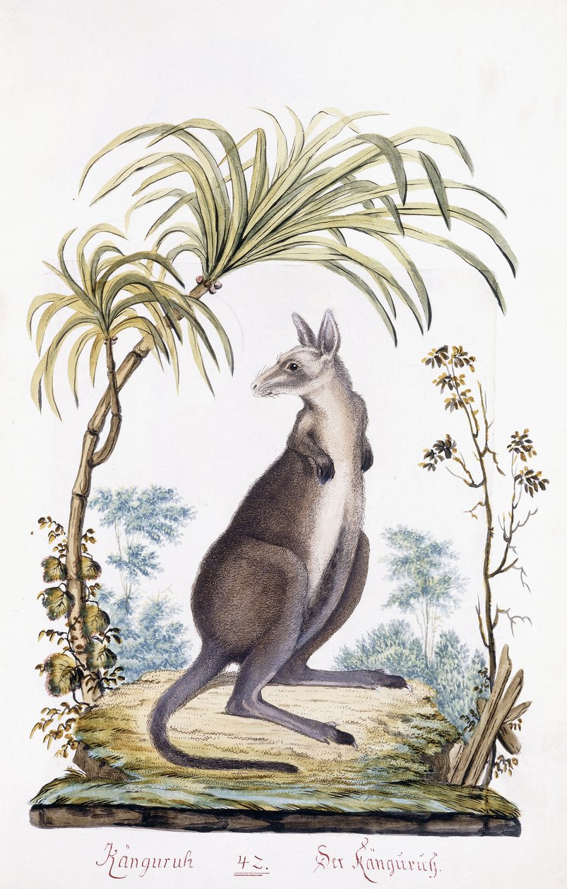 Kenguru, 1794 alkotó: Austrian School