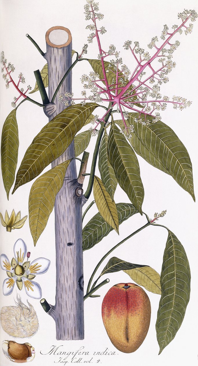 Mangifera indica alkotó: Austrian School