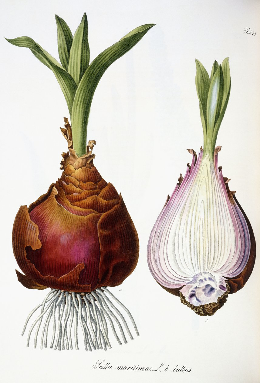 Scilla maritima alkotó: Austrian School
