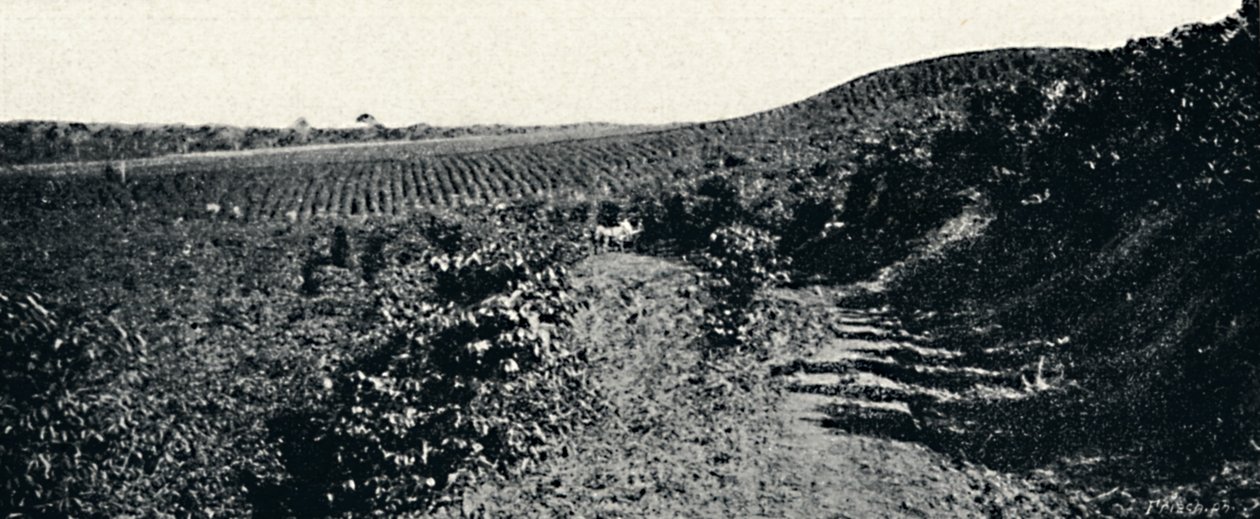 Cafezal, 1895 alkotó: Axel Frick