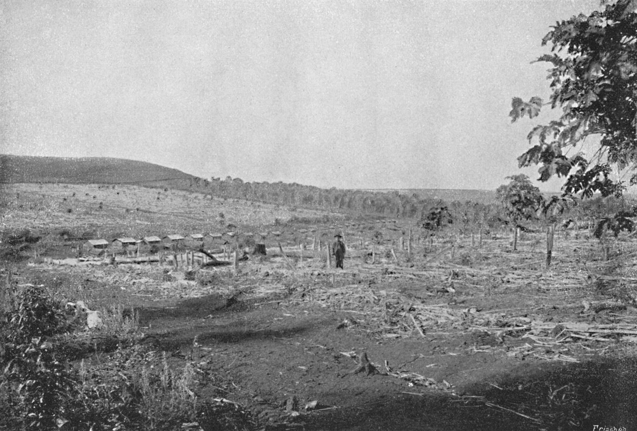 Új kávéültetvény, új kávéültetvény, 1895 alkotó: Axel Frick