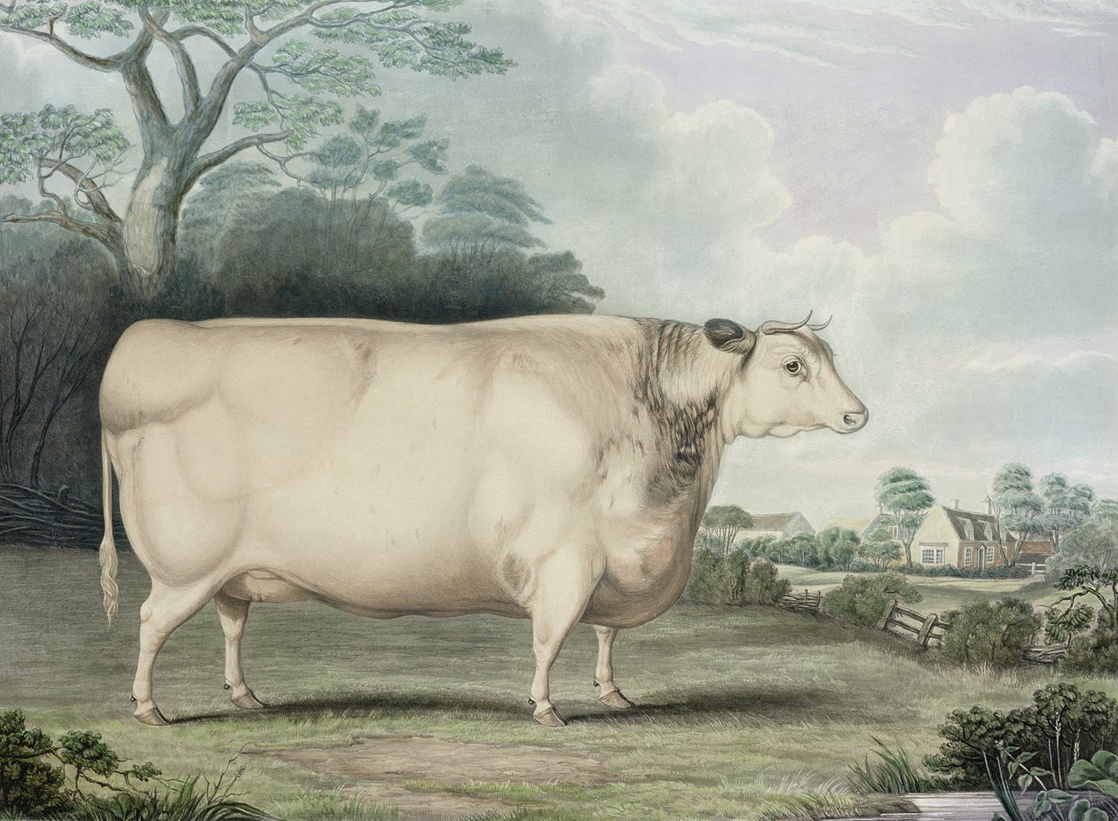 A Habertoft Short Horned Prize tehén, vésette C. Hunt, 1842 (színes metszet) alkotó: B. Hubbard