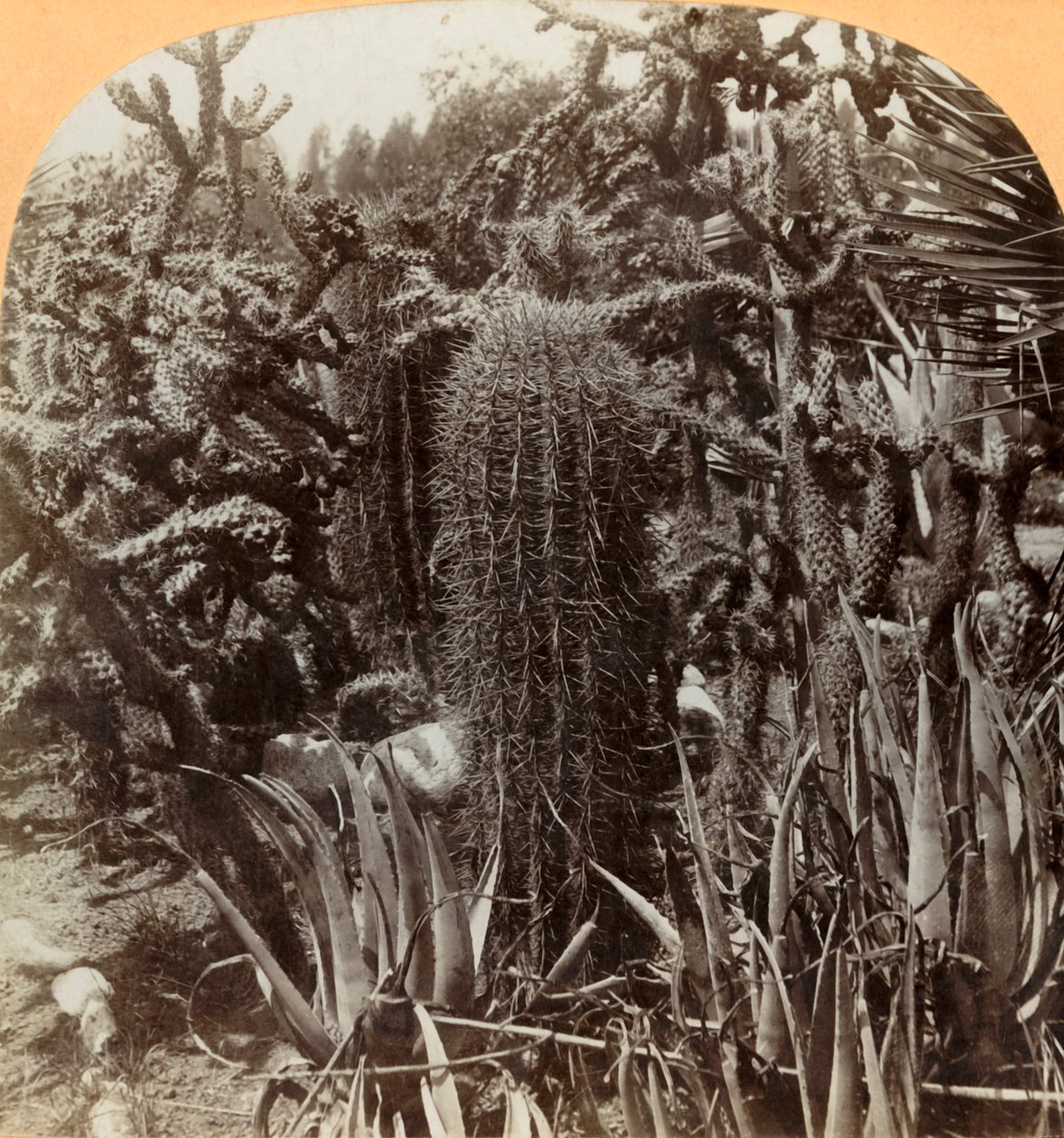 Cactus Garden, Cragin Place, Lake Worth, Florida, 1900. alkotó: B. L. Singley