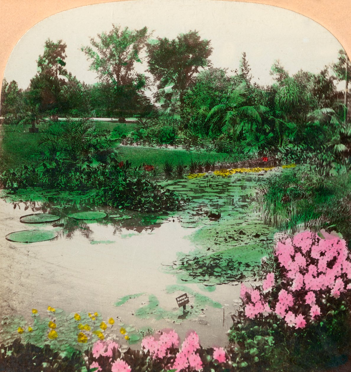 Lily Pond, Tower Grove Park, St. Louis, Mo., Amerikai Egyesült Államok, 1897. alkotó: B. L. Singley