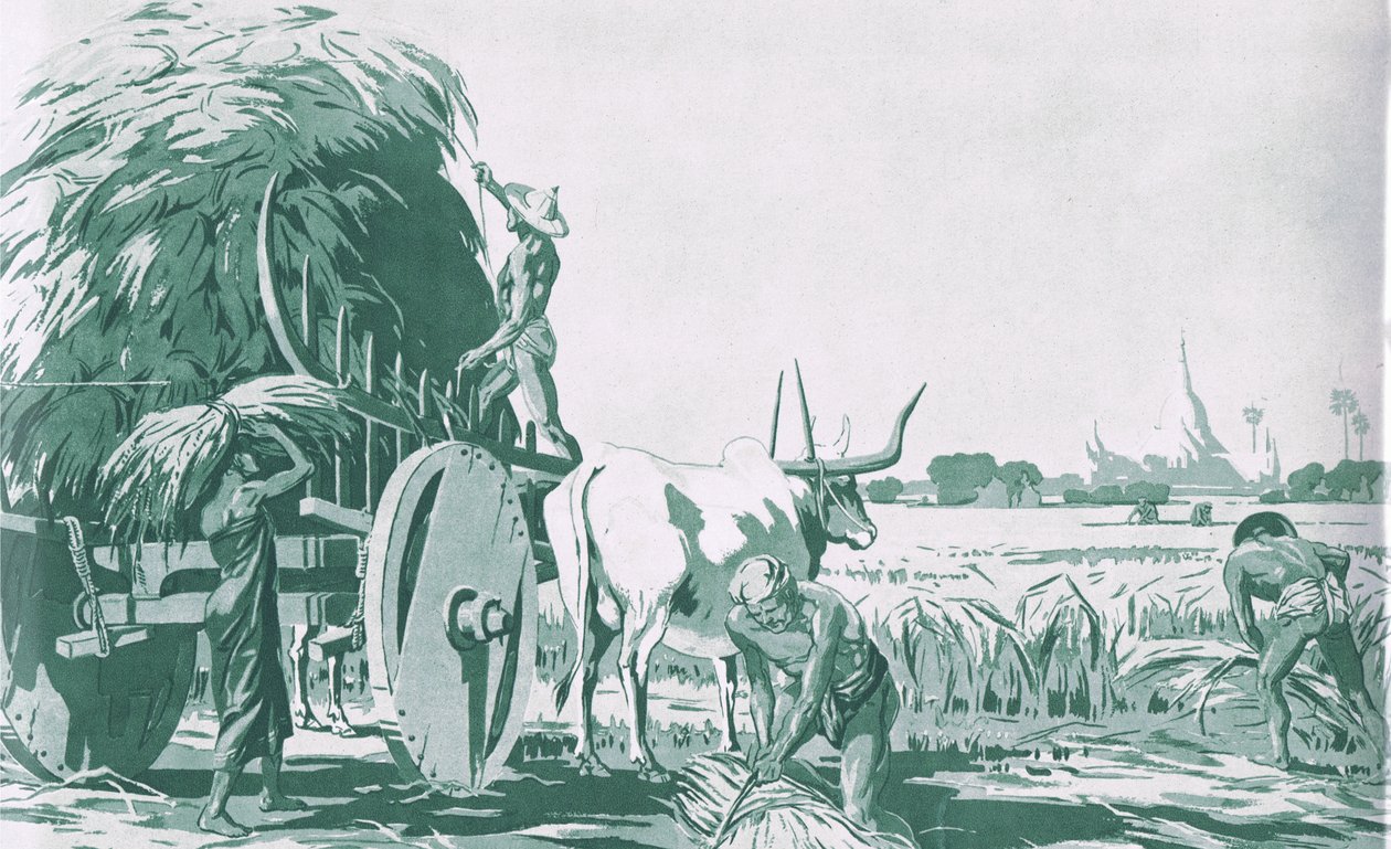 Egy rizsföld Burmában, MacMillan iskolai plakátokról, 1950-60-as évek (litho) alkotó: Ba Nyan