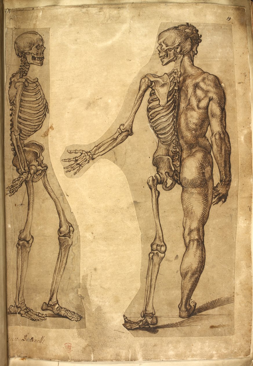 Hozzáadás. 5259, f.19, Emberi csontváz és félfigura, „Különféle anatómiai rajzok férfiakról és állatokról, M. Joubert, Dr. G. Cockburn, M. Le Blond, Baccio Bandinelli, Michelangelo Buonarotti, Augusine Carate színekben és zsírkrétákkal, és William Cowper ú alkotó: Baccio Bandinelli