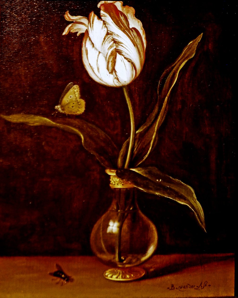 Egyetlen tulipán egy vázában alkotó: Balthasar van der Ast