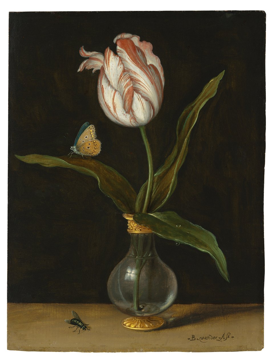 A "Summer Beauty" tulipán (olaj, vászon) alkotó: Balthasar van der Ast