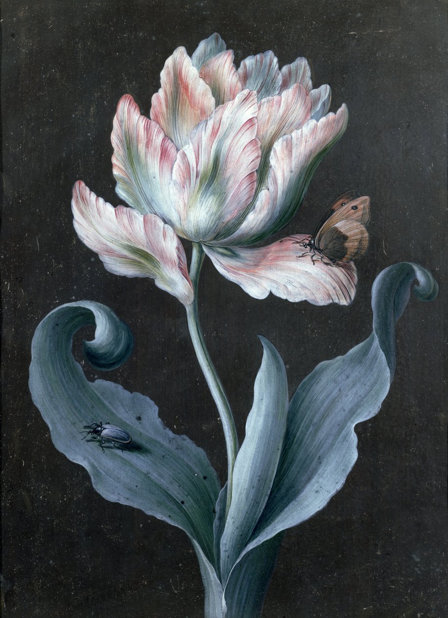 Papagájtulipán pillangóval és bogárral (gouache) alkotó: Barbara Regina Dietzsch