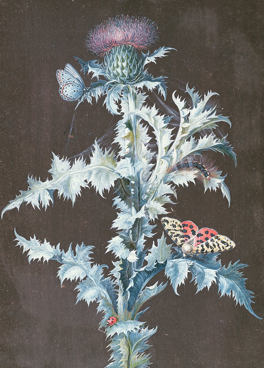 Bogáncscsendélet (guache) alkotó: Barbara Regina Dietzsch