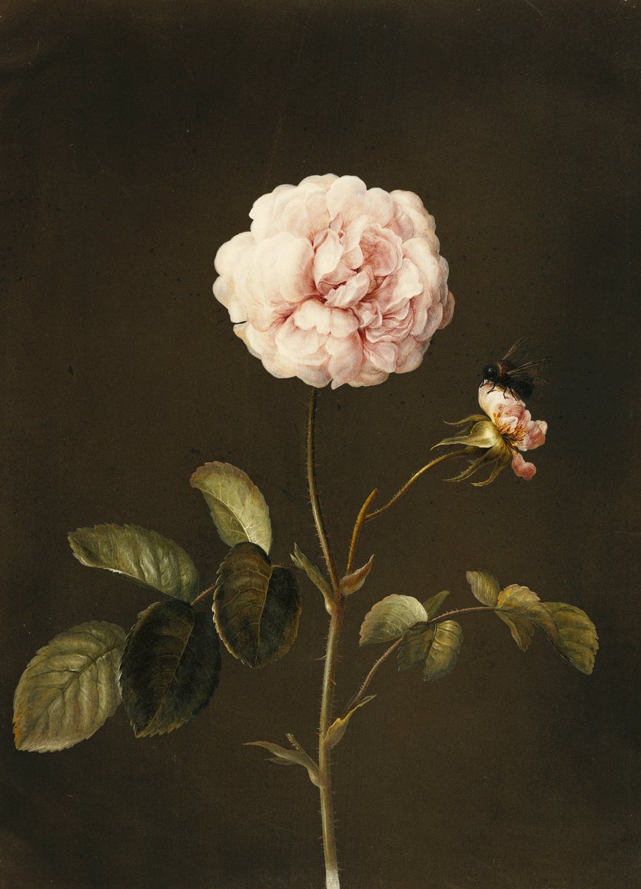 Gallica rózsa darázssal, alkotó: Barbara Regina Dietzsch