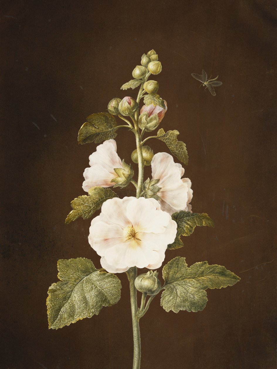 Egy hollyhock, alkotó: Barbara Regina Dietzsch
