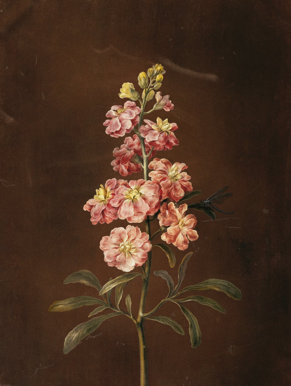 Rózsaszín állomány szitakötővel, alkotó: Barbara Regina Dietzsch