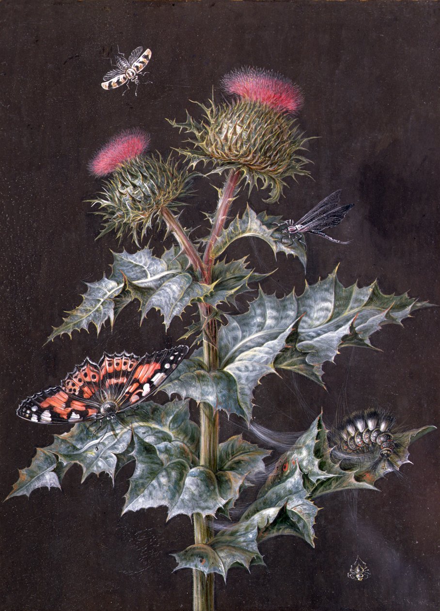 Rovaros gyűszű tanulmánya (gouache) (lásd még 51756) alkotó: Barbara Regina Dietzsch
