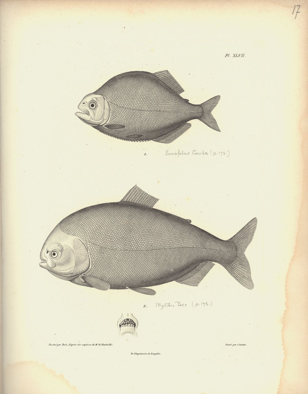 Characidae, Pl. XLVII, Coutant által metszett acél Nicola Huet (1770-1827) metszetét követően, illusztráció a 