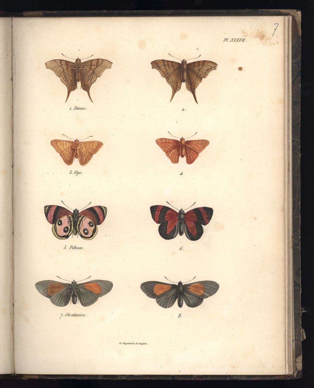 Lepidoptera, Pl. XXXVII, illusztráció: „Az állattani és összehasonlító anatómiai megfigyelések gyűjteménye, II. rész”, Al. V. Humboldt és A. Bonplant, Párizs, 1821 (színes metszet) alkotó: Baron Friedrich Alexander von Humboldt