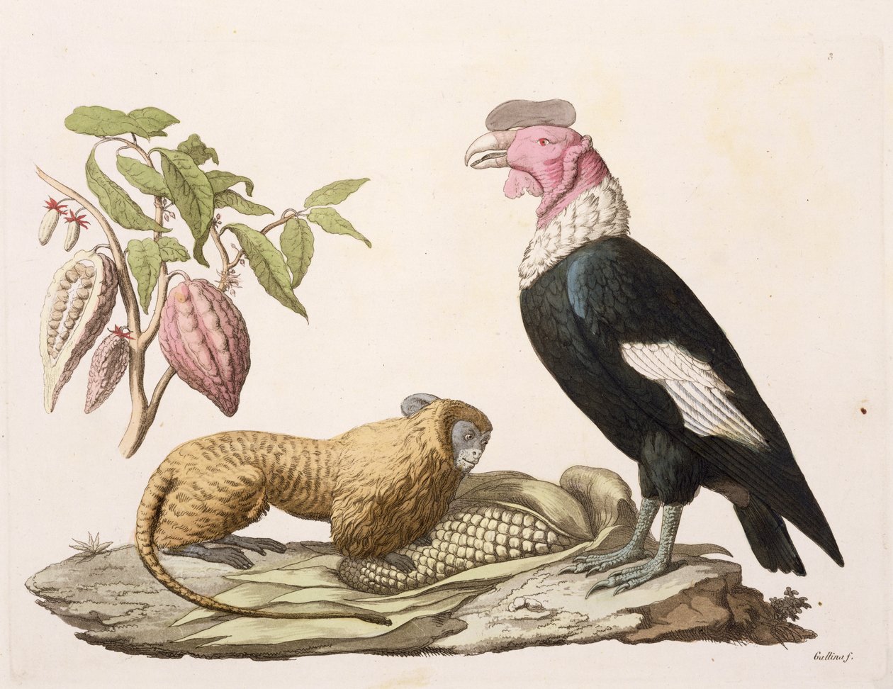 Oroszlánmajom és kondor, Chilében vagy Ecuadorban őshonos, Jules Ferrario „Le Costume Ancien et Moderne” II. kötetének 1. táblájából, Gallo Gallina (1796-1874) metszetében, az 1820-as és 30-as évek körül megjelent (színes világítás) alkotó: Baron Friedrich Alexander von Humboldt